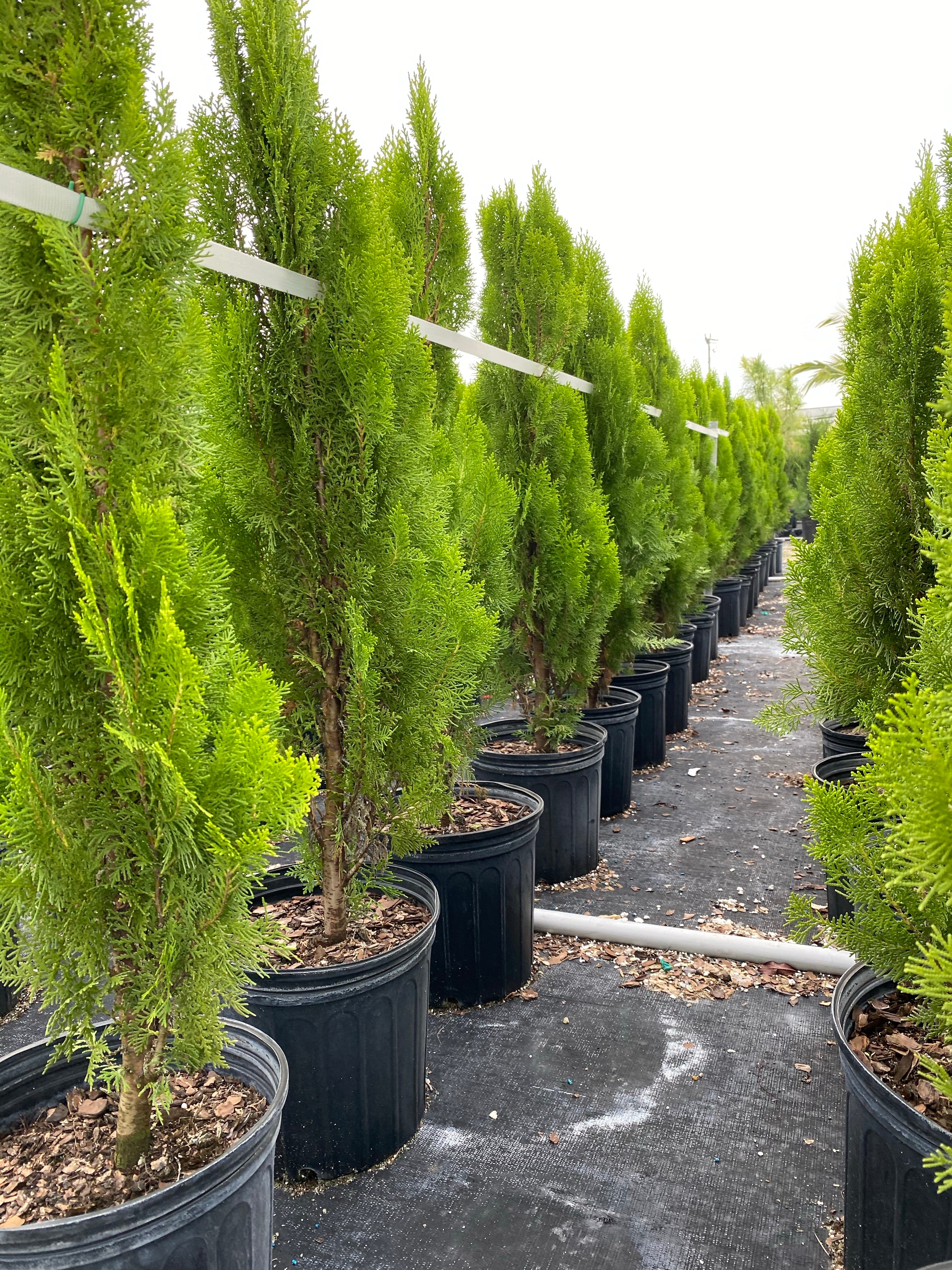 Yellow Ribbon Arborvitae, Thuja occidentalis - Image 9