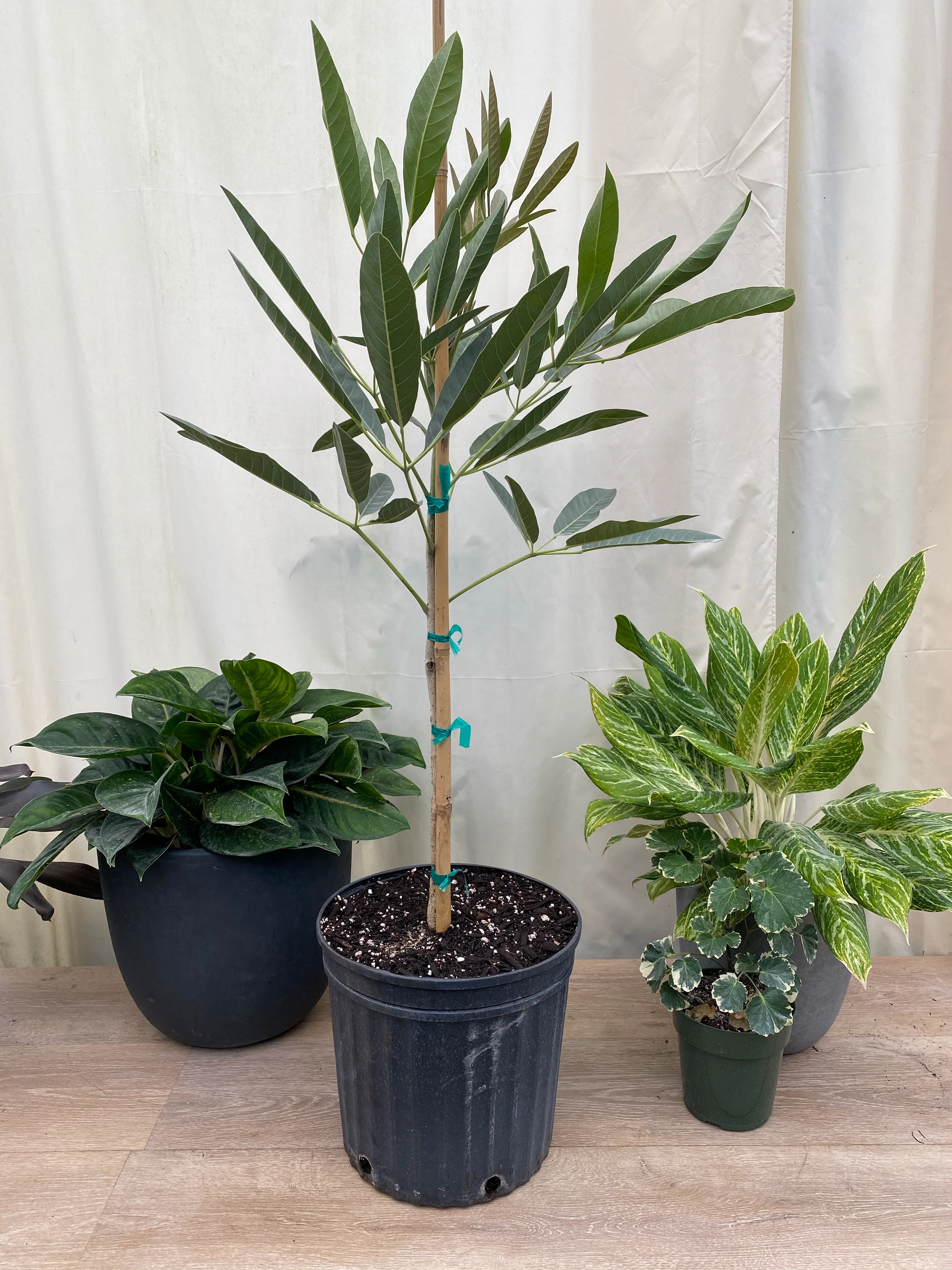 Yellow Trumpet Tree, Tabebuia Flowering Tree - Image 3