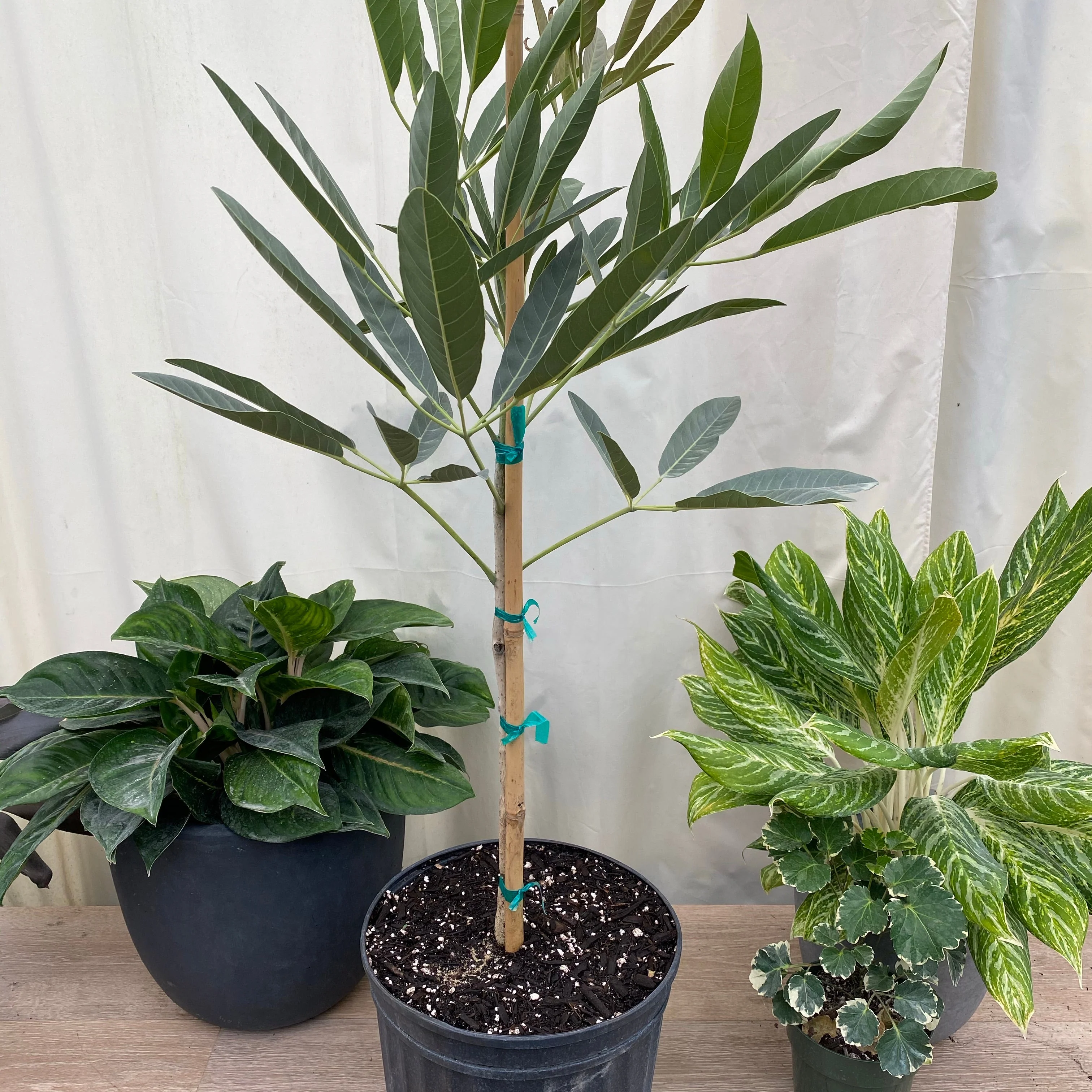 Yellow Trumpet Tree, Tabebuia Flowering Tree - Image 4