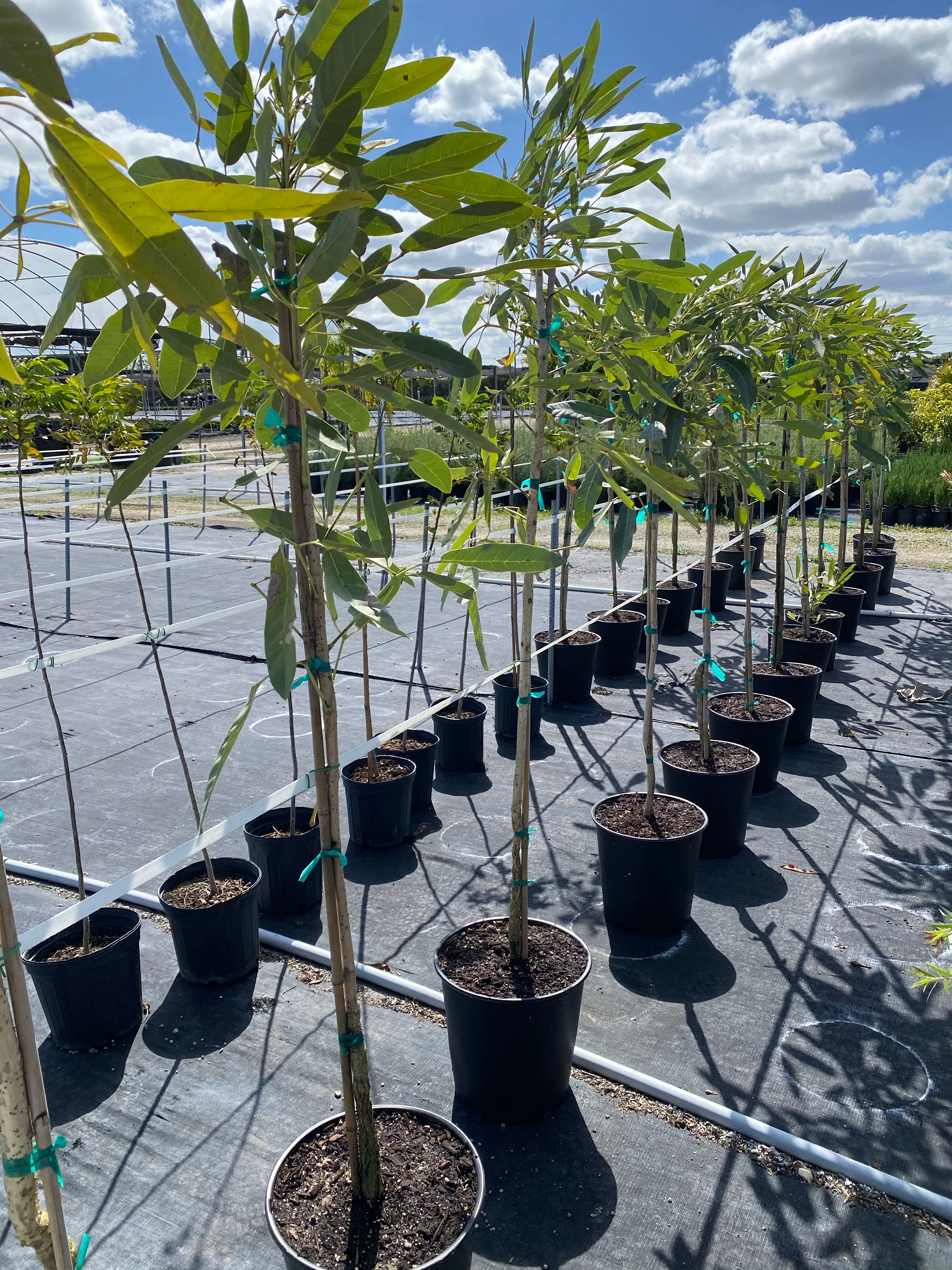 Yellow Trumpet Tree, Tabebuia Flowering Tree - Image 5