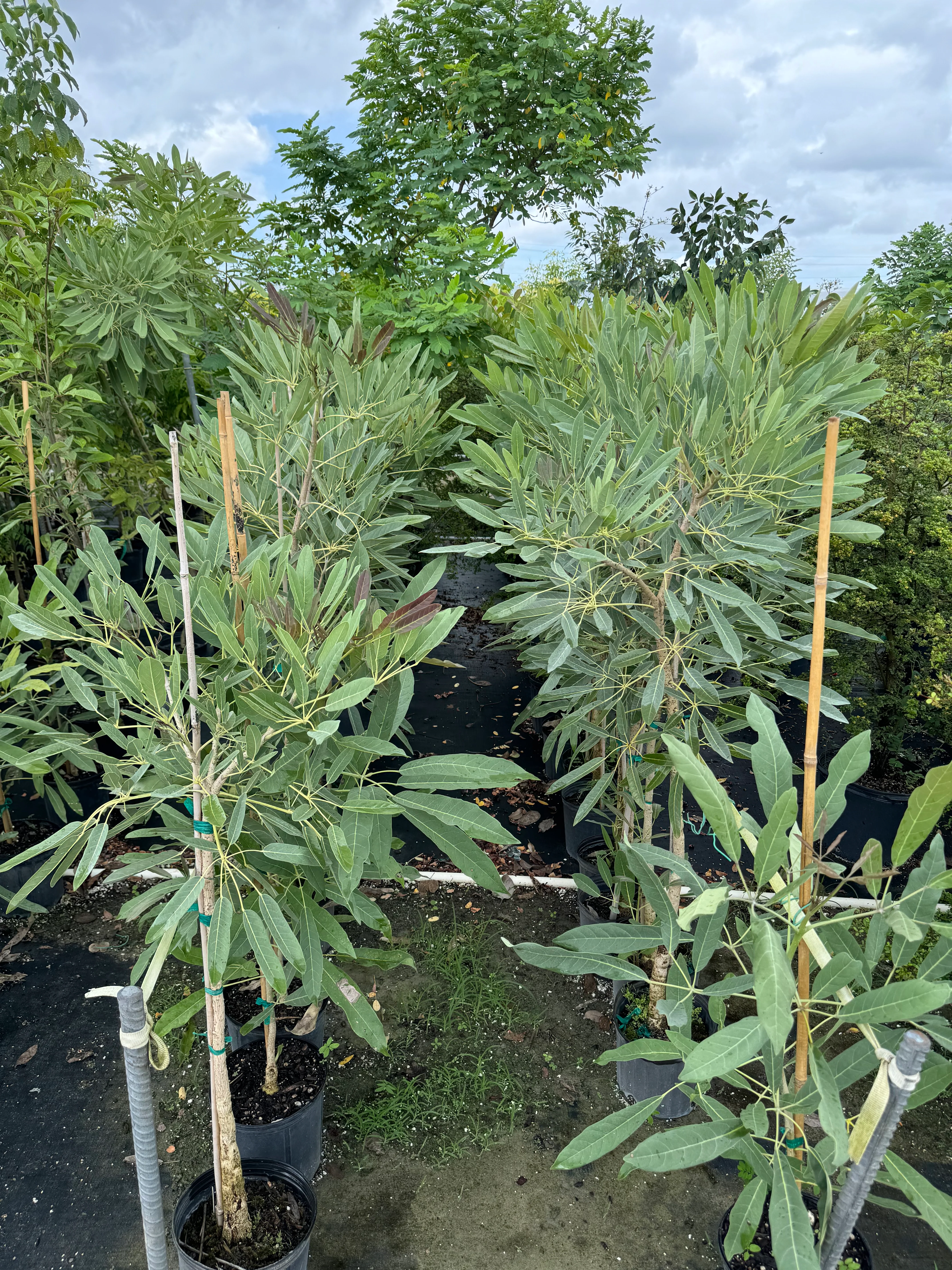 Yellow Trumpet Tree, Tabebuia Flowering Tree - Image 6