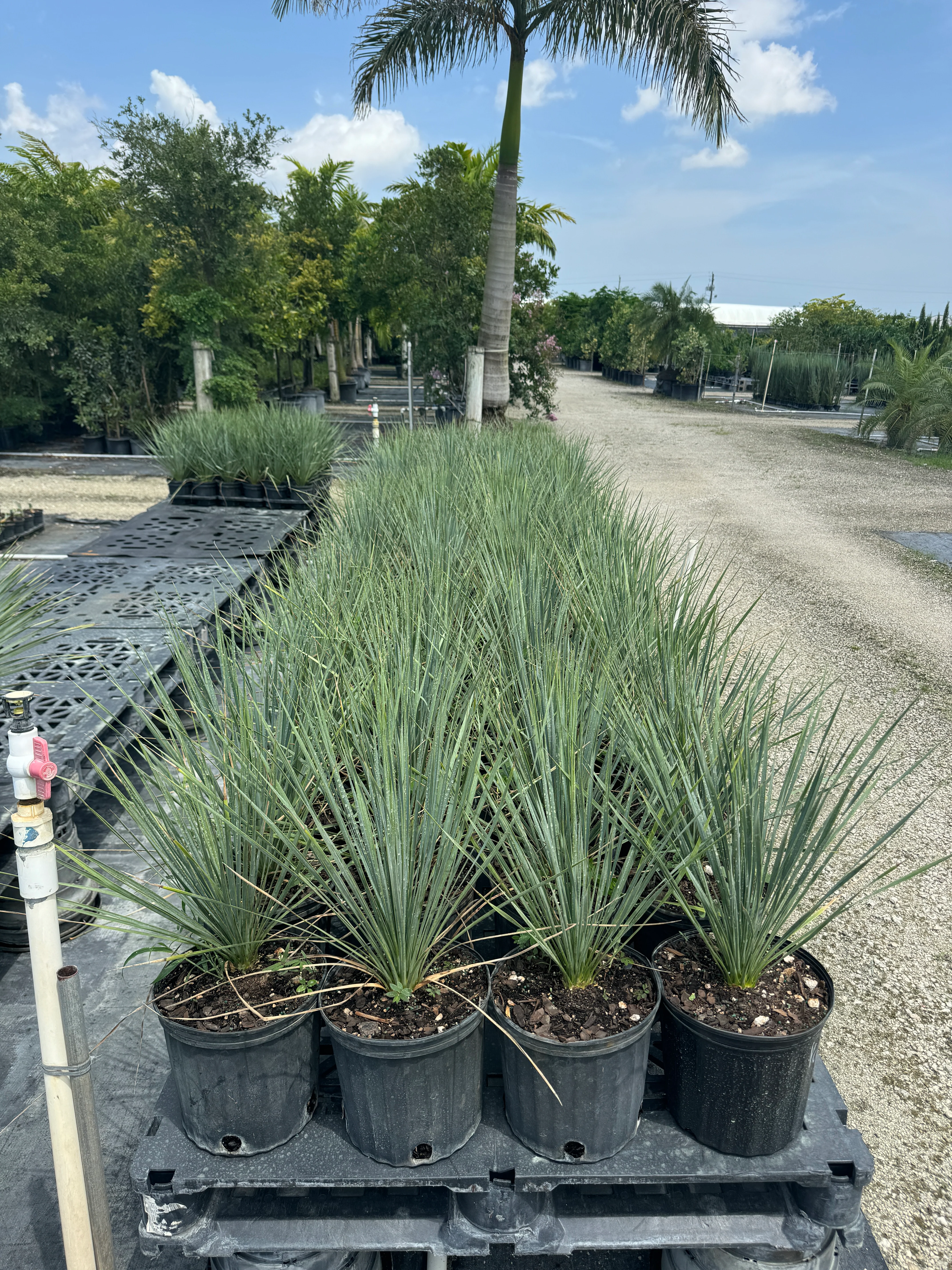 Yucca Rostrata Beaked Yucca, Desert Jewel Palm - Image 10