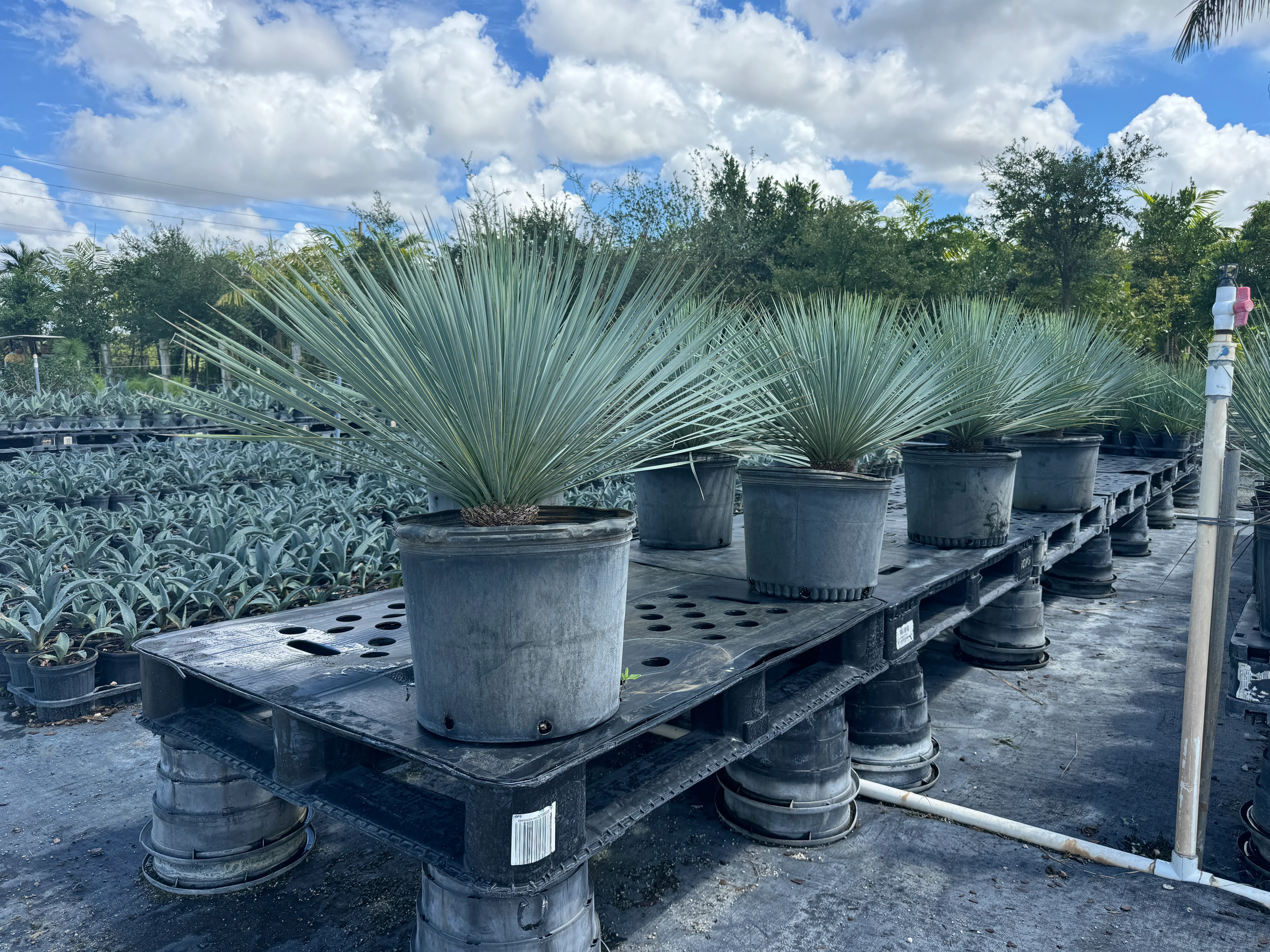 Yucca Rostrata Beaked Yucca, Desert Jewel Palm - Image 11