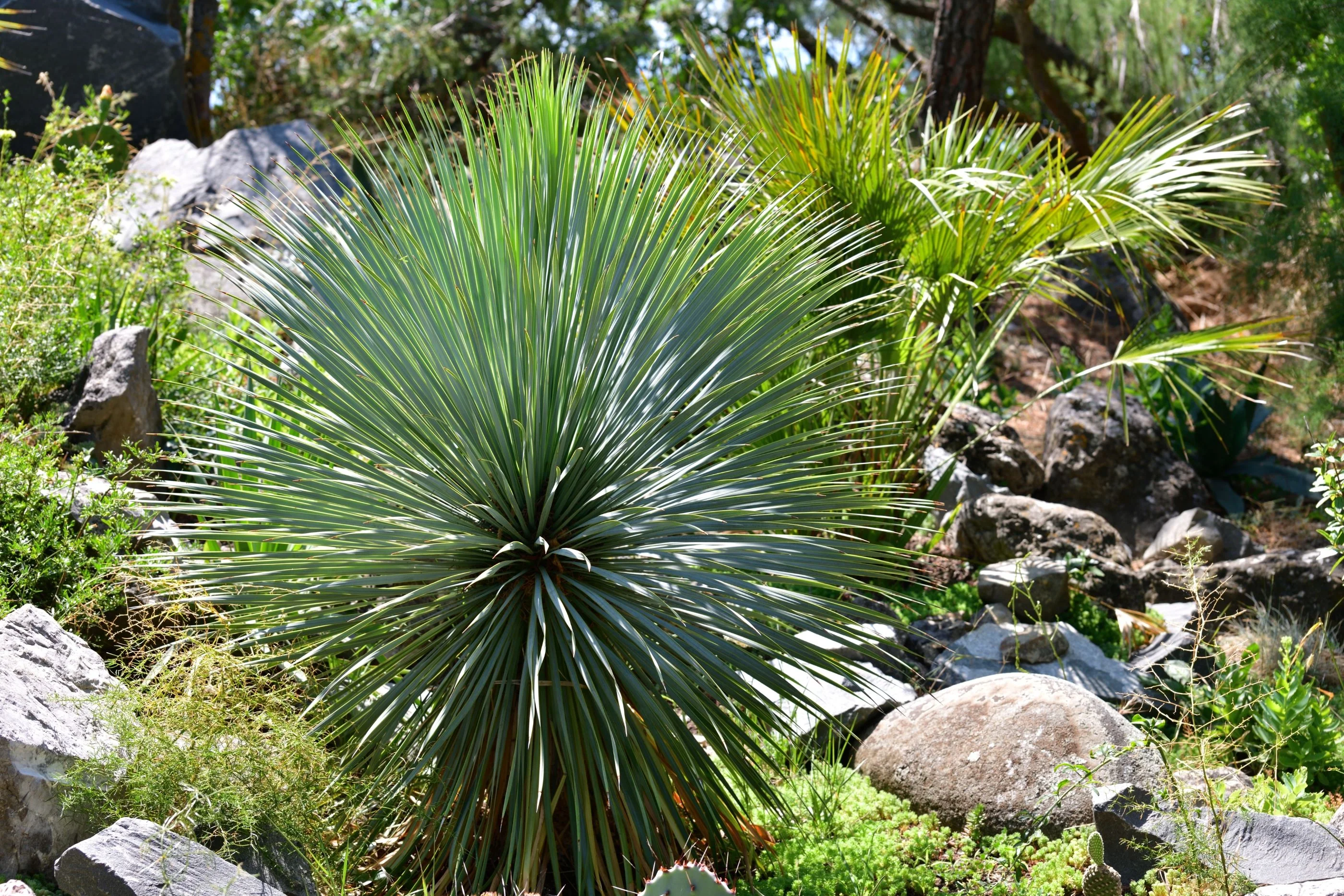 Yucca Rostrata Beaked Yucca, Desert Jewel Palm - Image 3