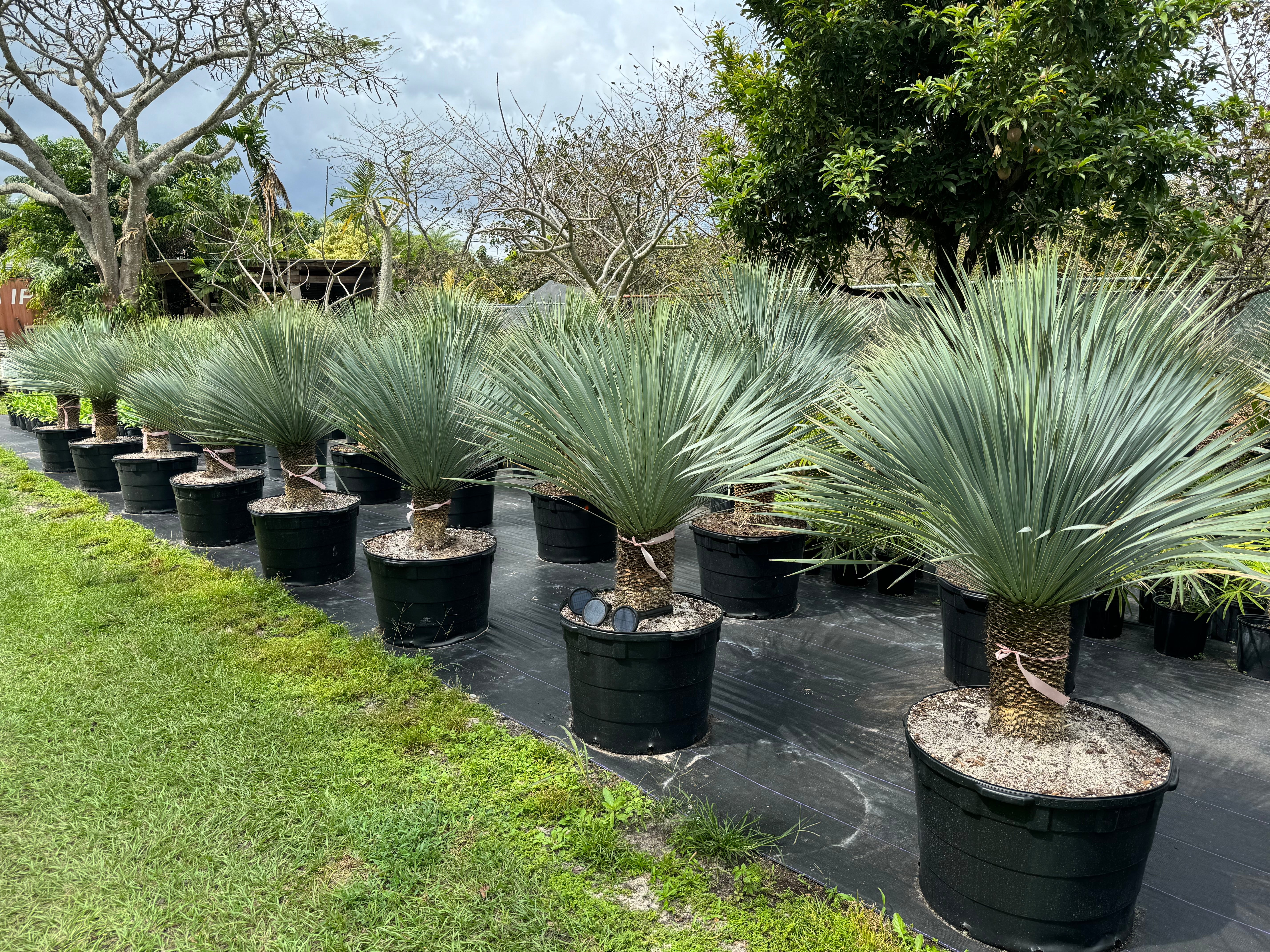 Yucca Rostrata Beaked Yucca, Desert Jewel Palm - Image 5