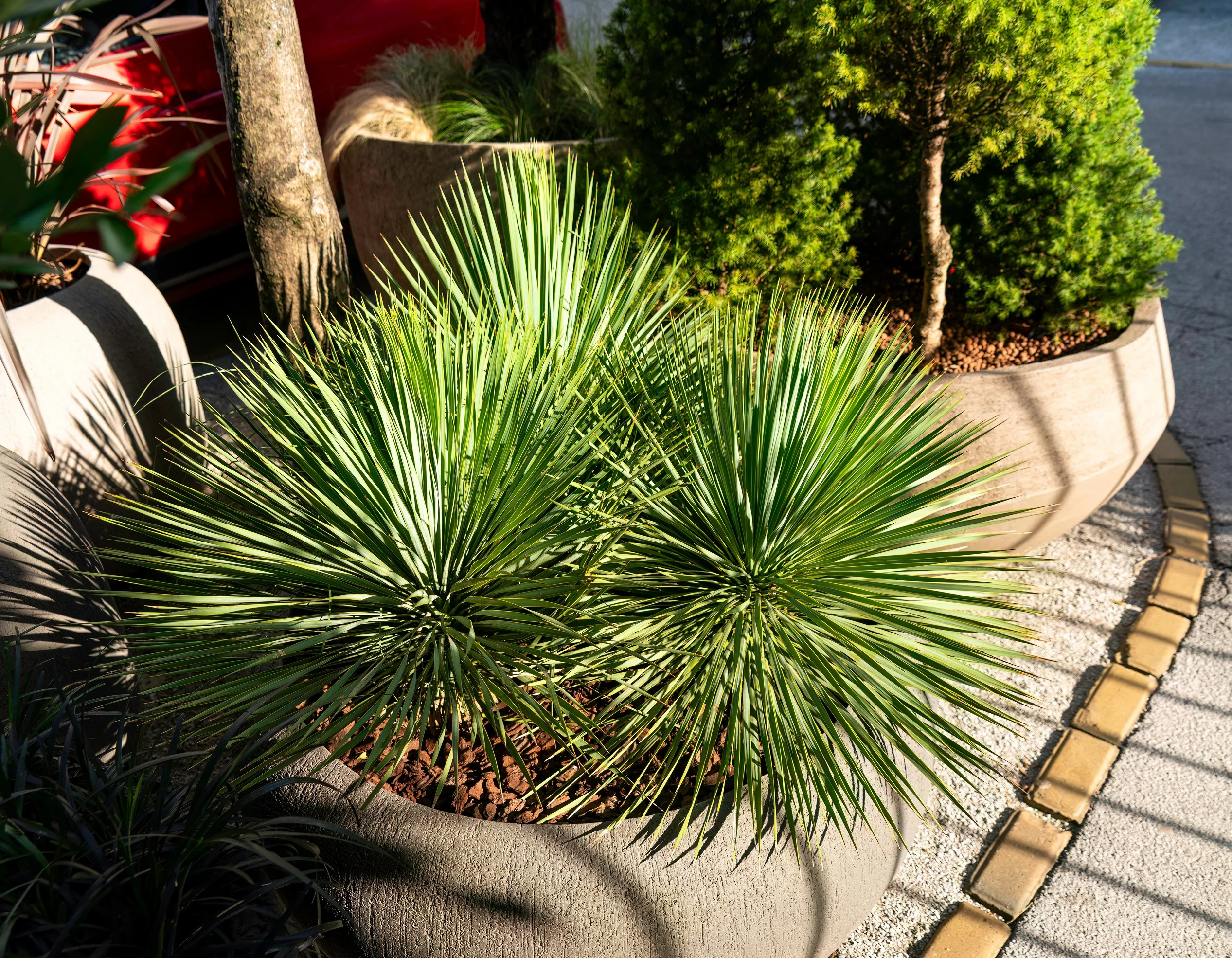 Yucca Rostrata Beaked Yucca, Desert Jewel Palm - Image 7
