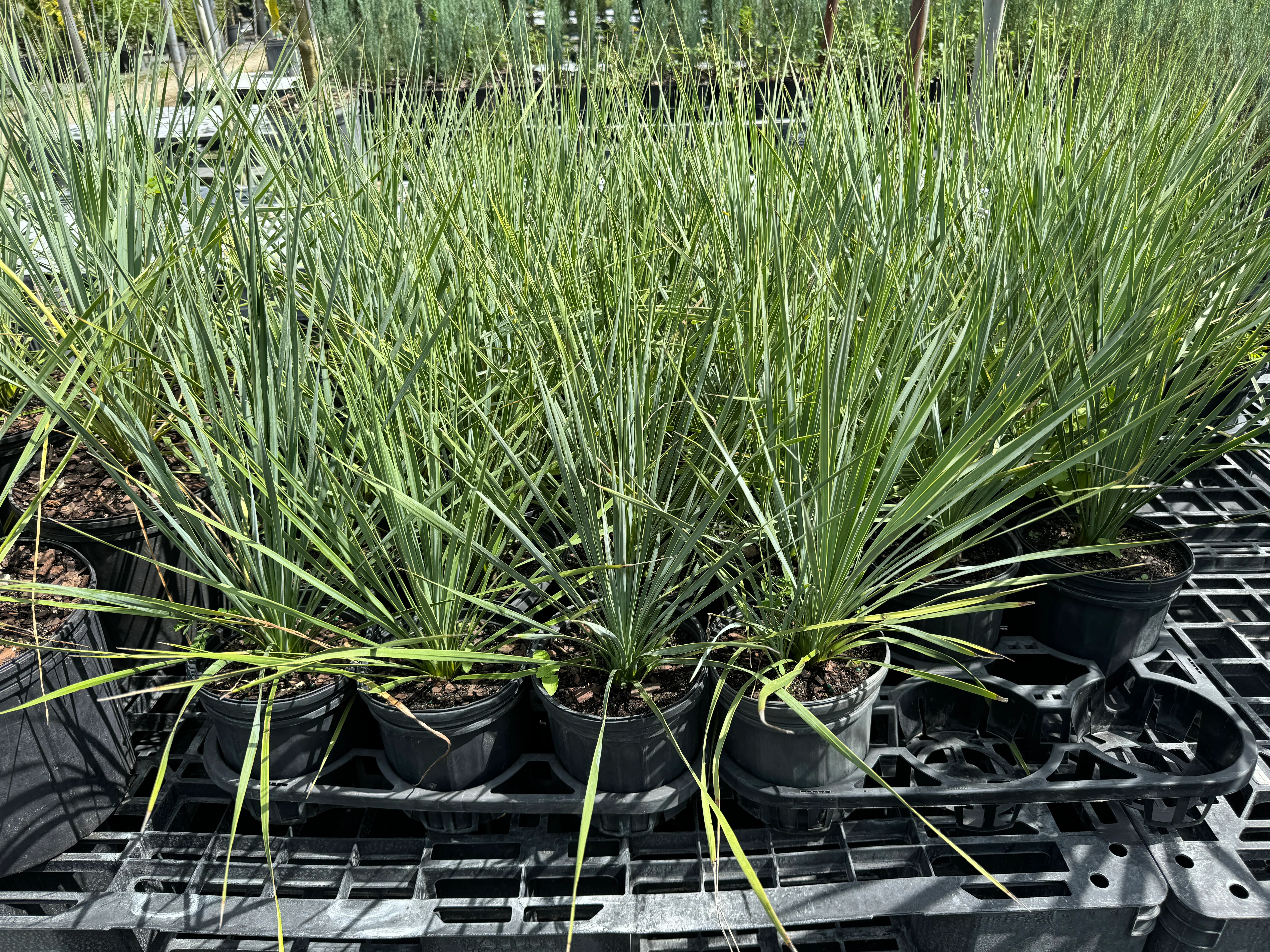 Yucca Rostrata Beaked Yucca, Desert Jewel Palm - Image 8