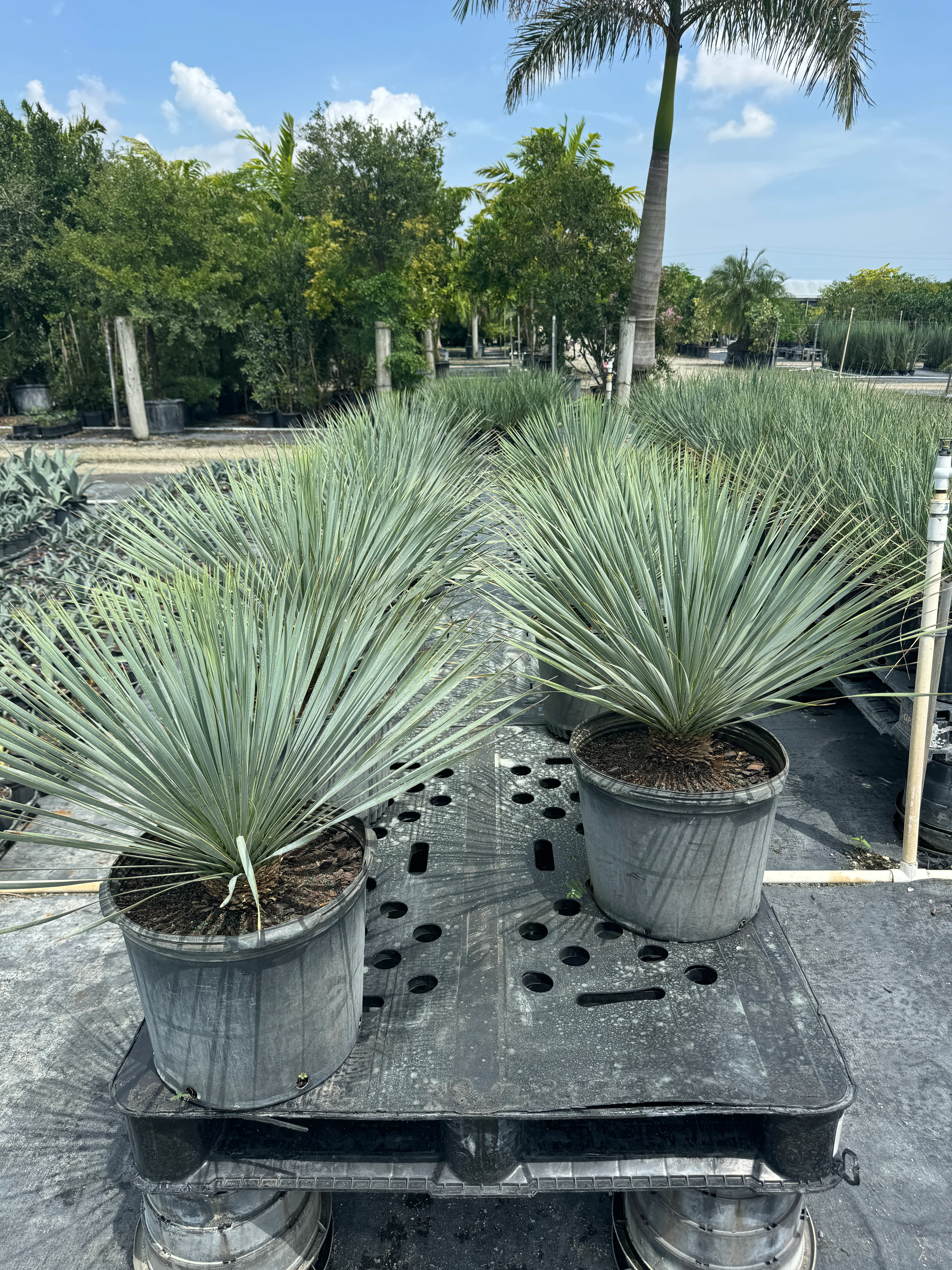 Yucca Rostrata Beaked Yucca, Desert Jewel Palm - Image 9